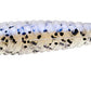 GRASS MINNOW