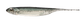 Bass Flash-J　2inch