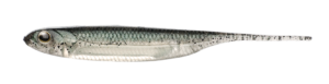Bass Flash-J　2inch