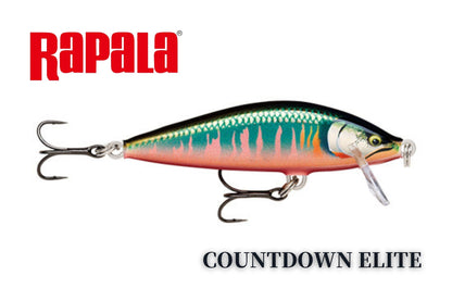 COUNTDOWN ELITE/カウント ダウン エリート CDE35